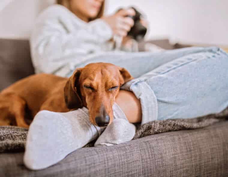 Cute Dachshund Dog Sleeping By Feet Of his Female Owner in Living Room