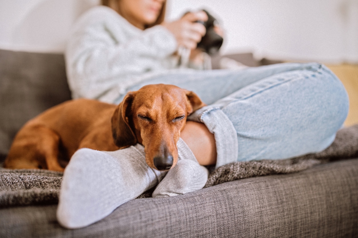 Cute Dachshund Dog Sleeping By Feet Of his Female Owner in Living Room