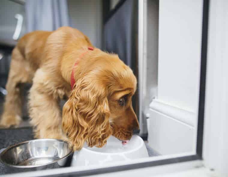 A side-view shot of a cocker spaniel, he is drinking water from a dog bowl.