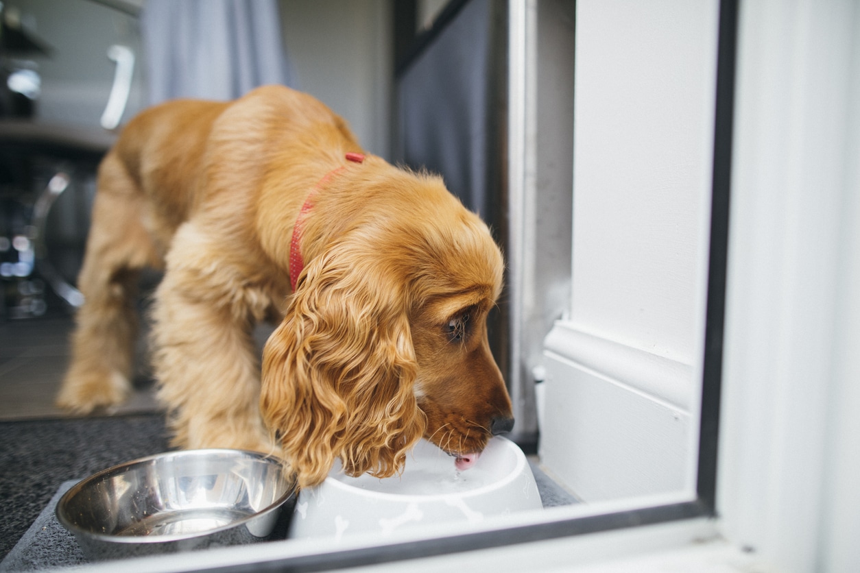 A side-view shot of a cocker spaniel, he is drinking water from a dog bowl.