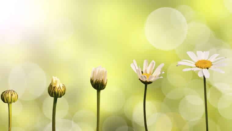 Daisies on green nature background, stages of growth